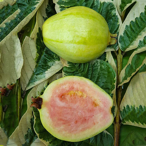 L 49 Guava Exotic Fruit Plants