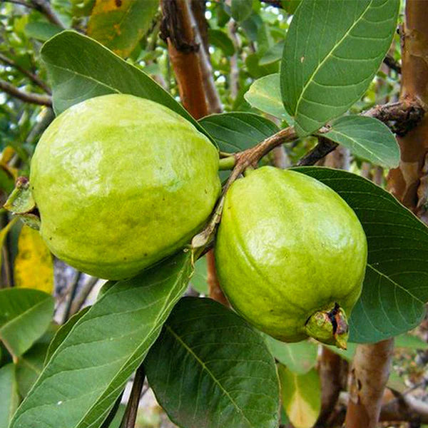 L 49 Guava Exotic Fruit Plants