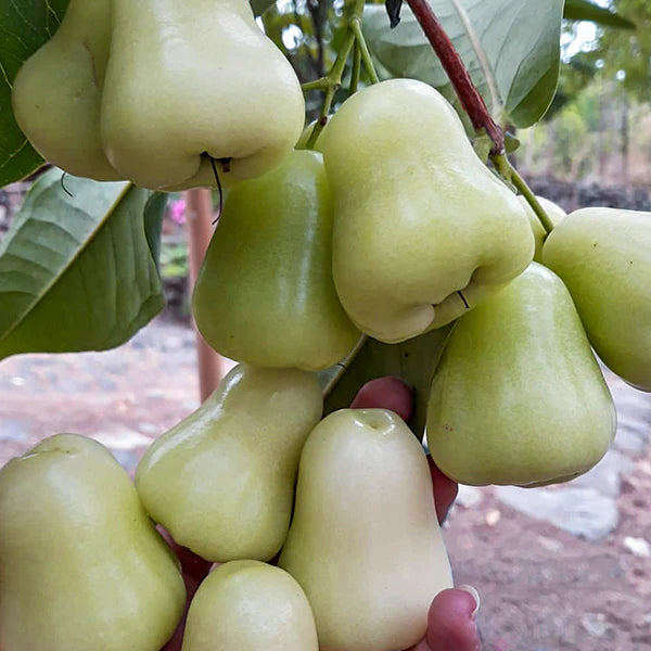 Water Apple Exotic Fruit Plants (Syzygium samarangense)