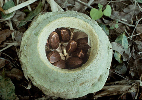 Paradise Nut Exotic Fruit Plants (Lecythis Zabucajo)