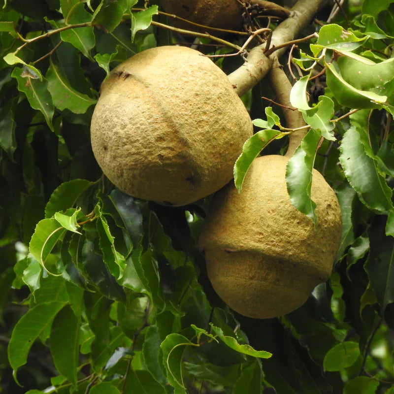 Paradise Nut Exotic Fruit Plants (Lecythis Zabucajo)