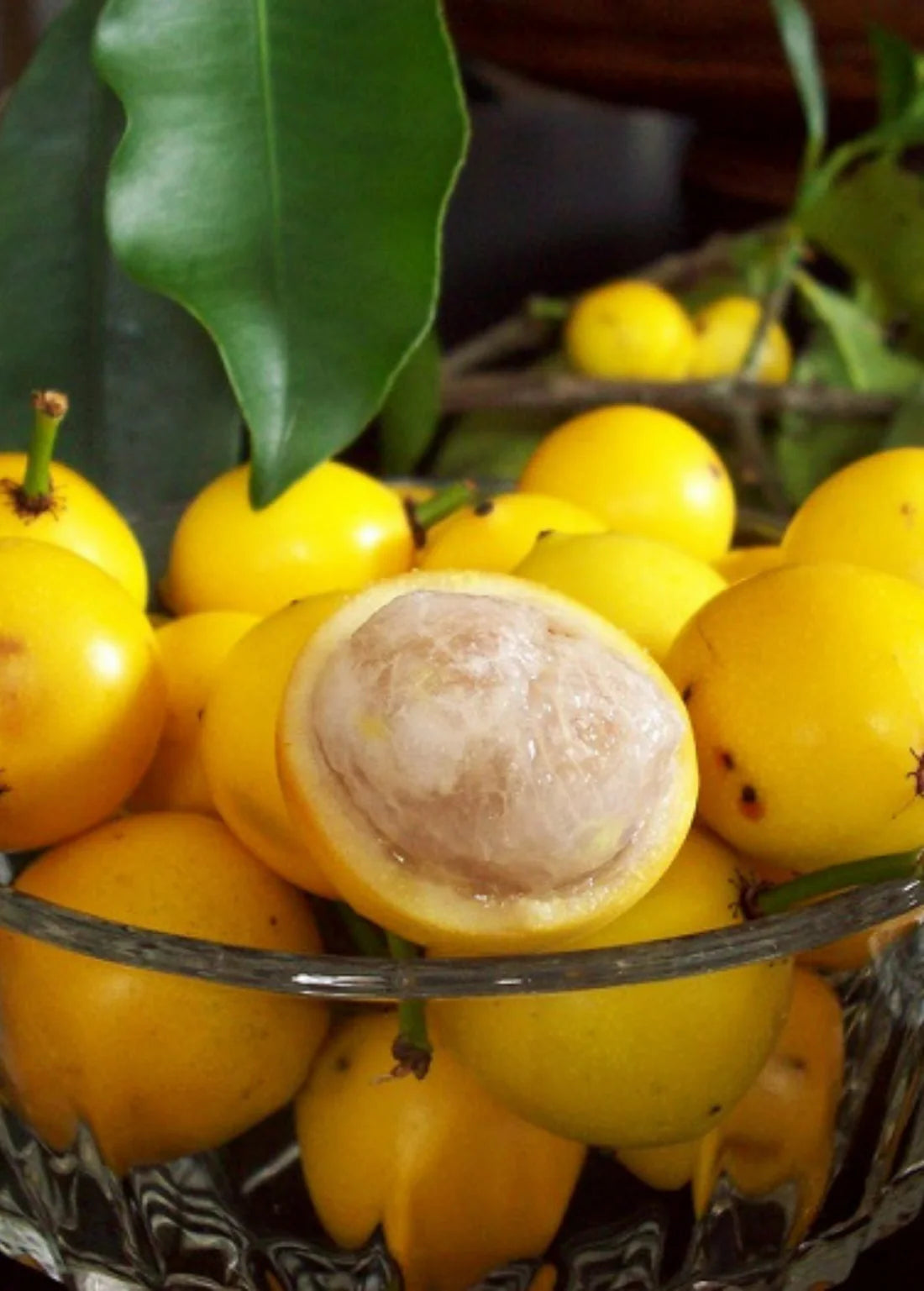 Cherry Mangosteen Exotic Fruit Plants (Garcinia Intermedia)