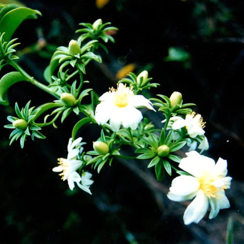 Lemon Vine Exotic Fruit Plants (Pereskia Aculeata)