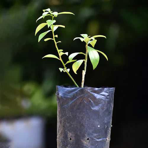 Lemon Vine Exotic Fruit Plants (Pereskia Aculeata)