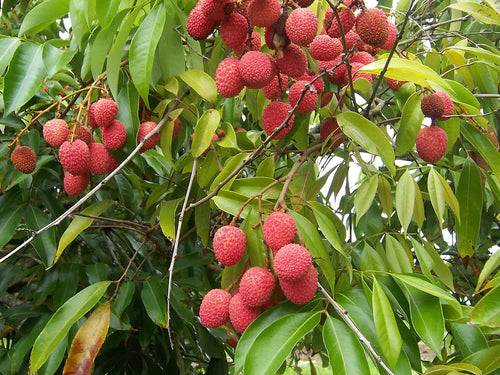 Litchee Exotic Fruit Plants (Litchi Chinensis)