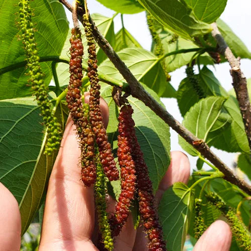 Long Mulberry Exotic Fruit Plants (Morus Alba)