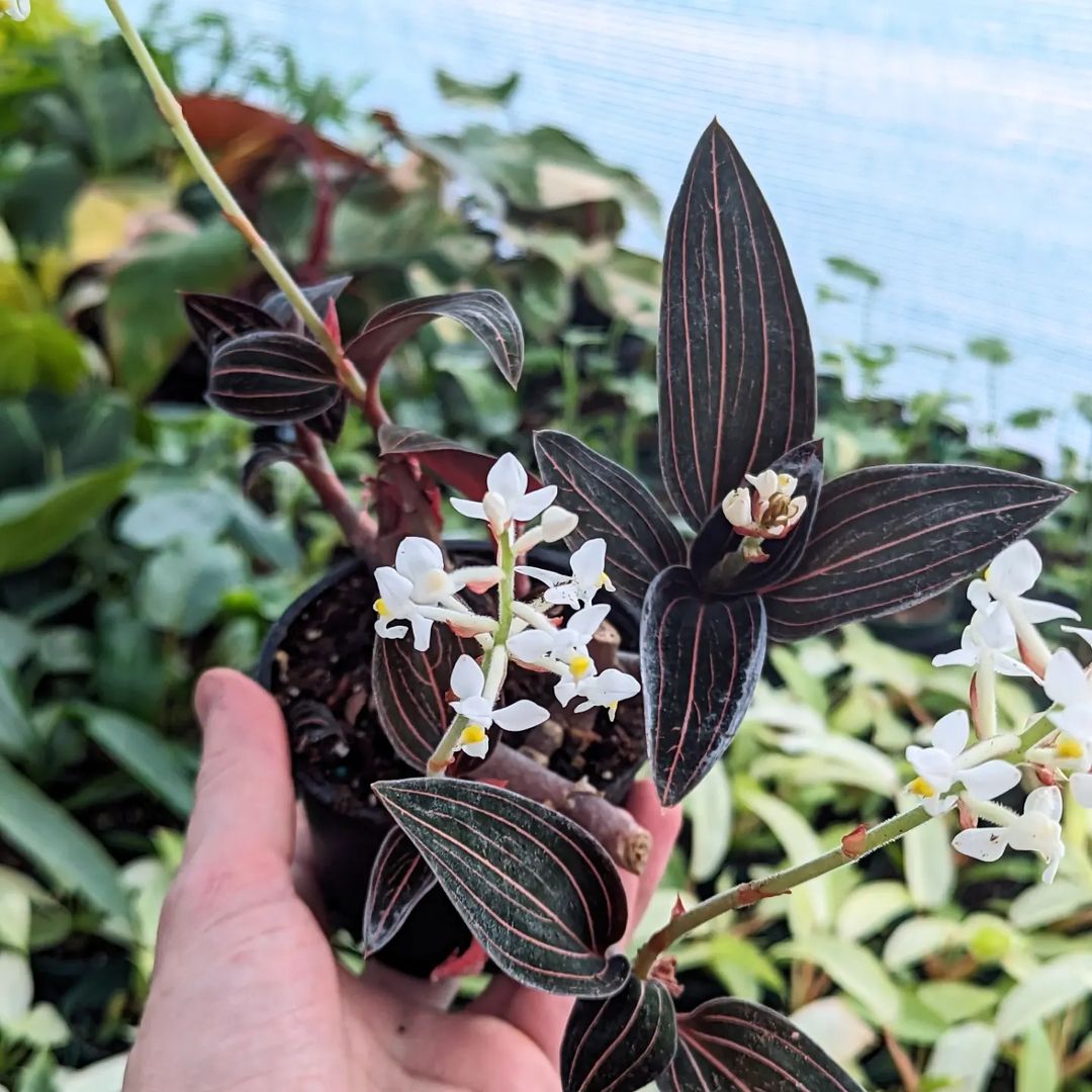 Jewel Orchid ( Ludisia Discolor)