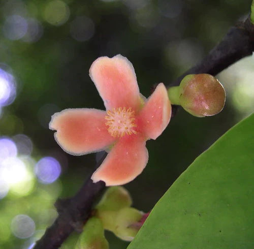 Madan Exotic Fruit Plants (Garcinia Schomburgkiana)