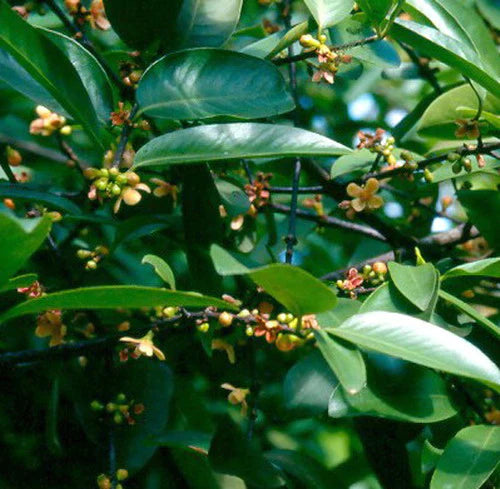 Madan Exotic Fruit Plants (Garcinia Schomburgkiana)