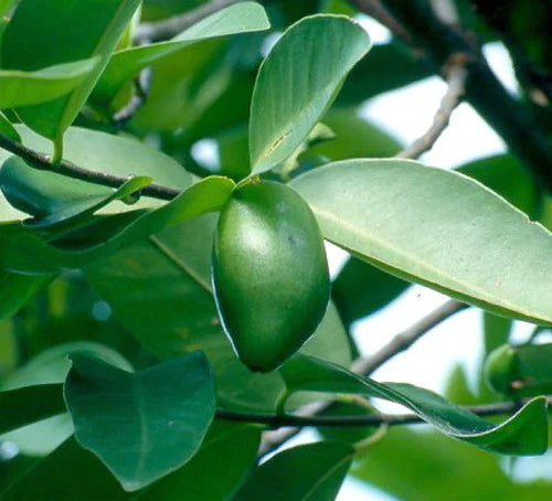 Madan Exotic Fruit Plants (Garcinia Schomburgkiana)