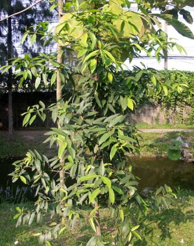 Madan Exotic Fruit Plants (Garcinia Schomburgkiana)