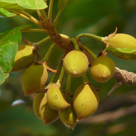 Mak Dauy Exotic Fruit Plants (Madhuca Thorelii)