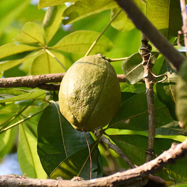 Malabar Chestnut Exotic Fruit Plants(Pachira Aquatica)