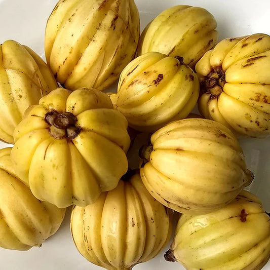 Malabar Tamarind Exotic Fruit Plants (Garcinia Gummi Gutta) Kudampuli