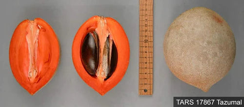 Mamey Sapote Tazumal Exotic Fruit Plants (Pouteria Sapota)