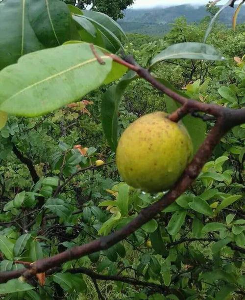 Mangaba Exotic Fruit Plants (Hancornia Speciosa)