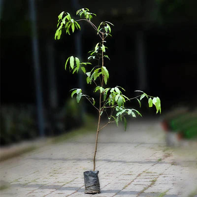 Maparang Exotic Fruit Plants (Bouea Macrophylla)