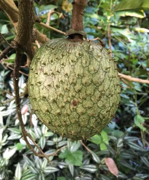 Mountain Soursop Exotic Fruit Plants (Annona Montana)