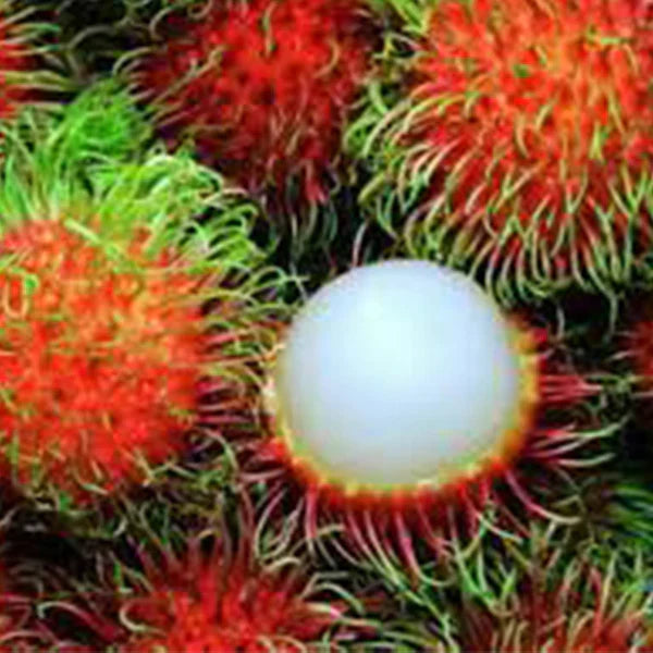 N18 Rambutan Exotic Fruit Plants (Red)