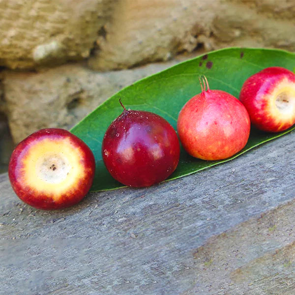 Nance Red Exotic Fruit Plants (Byrsonima Crassifolia)