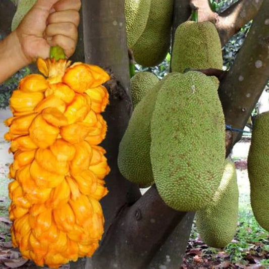 Nangadak Exotic Fruit Plants