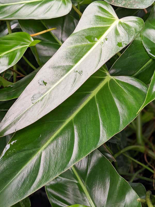 Philodendron Bernardopazii narrow form