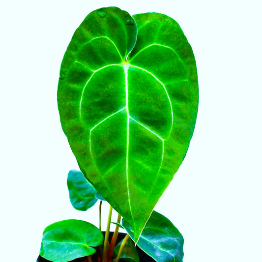 Anthurium Ecuagenera Green Soul