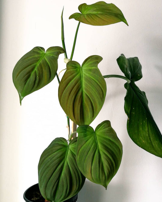 Philodendron Camposportoanum