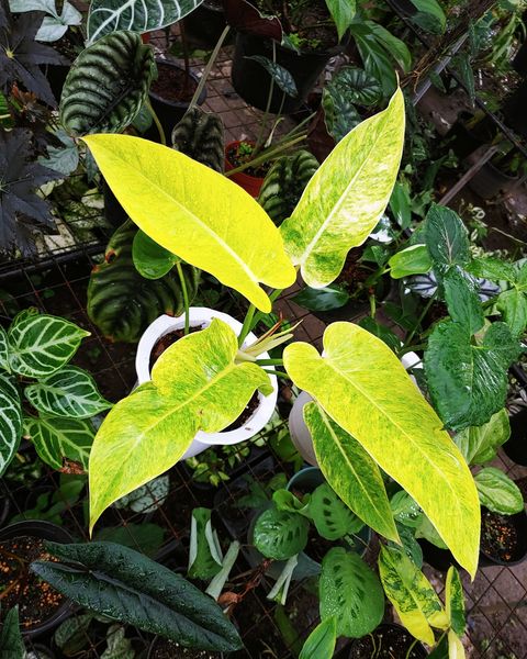 Philodendron Calkins Gold 'Jiffy'