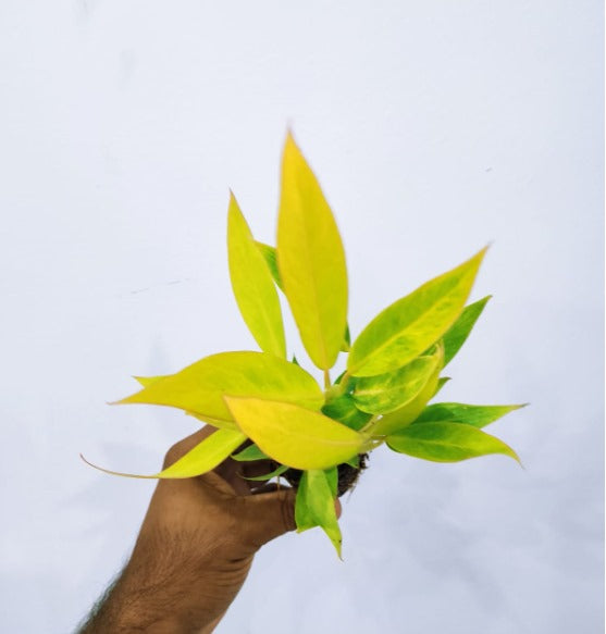 Philodendron Calkins Gold 'Jiffy'