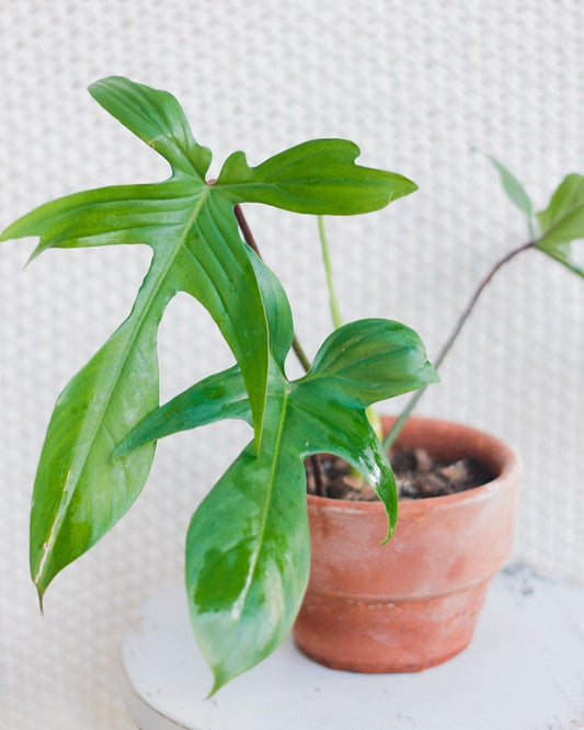 Philodendron Florida Green