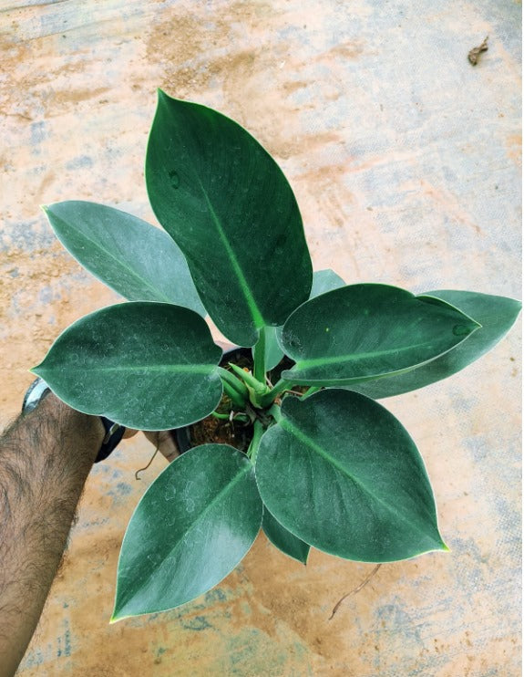 Philodendron Green Congo Jiffy