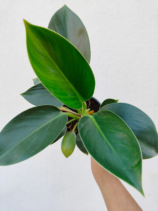 Philodendron Green Congo Jiffy