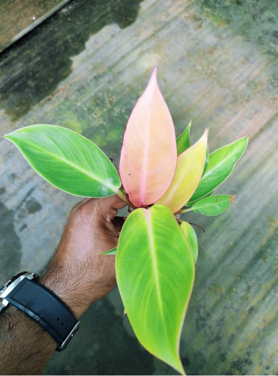 Philodendron Orange Splendor