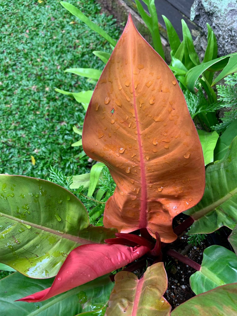 Philodendron Orange Splendor