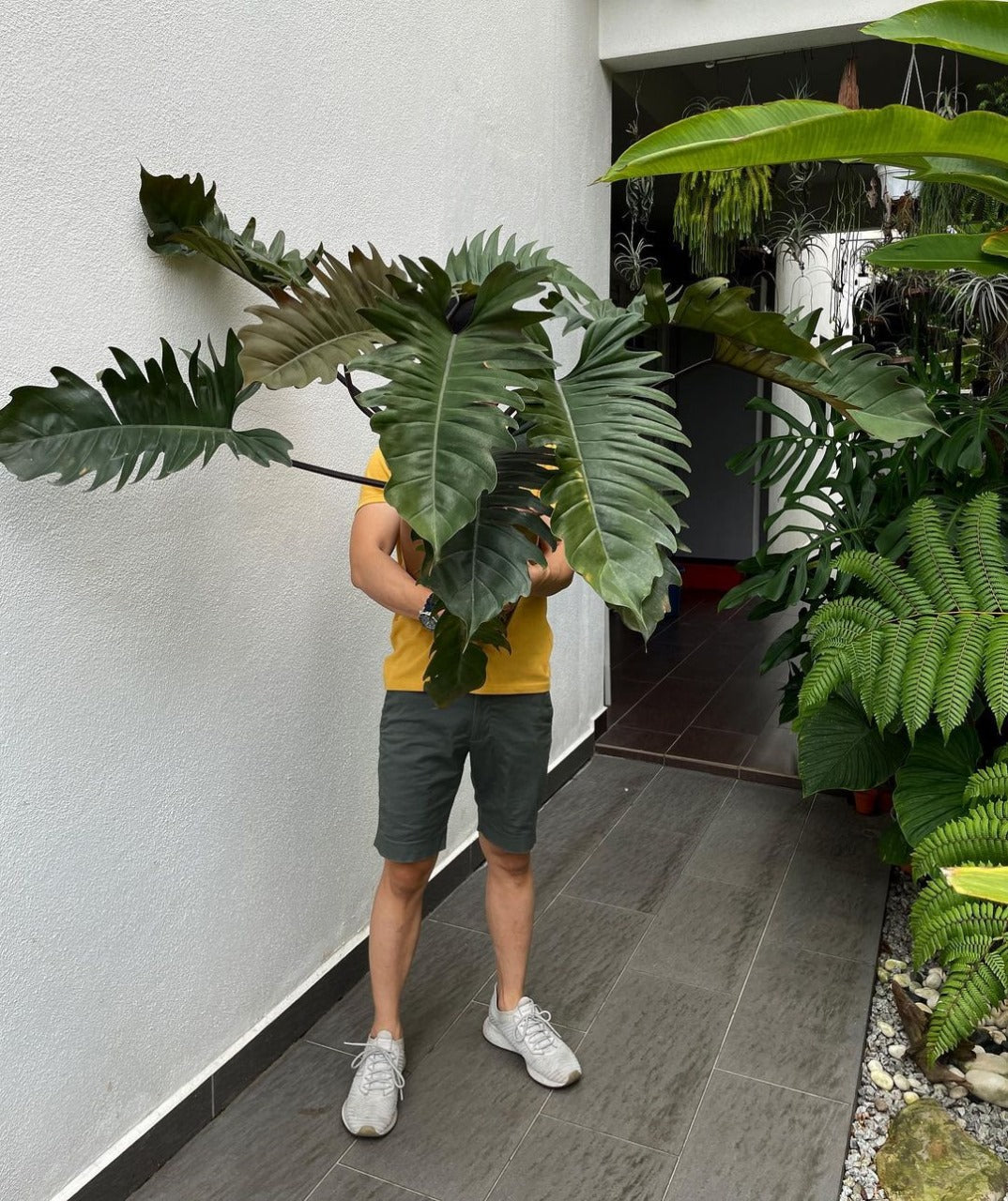 Philodendron Pluto Black