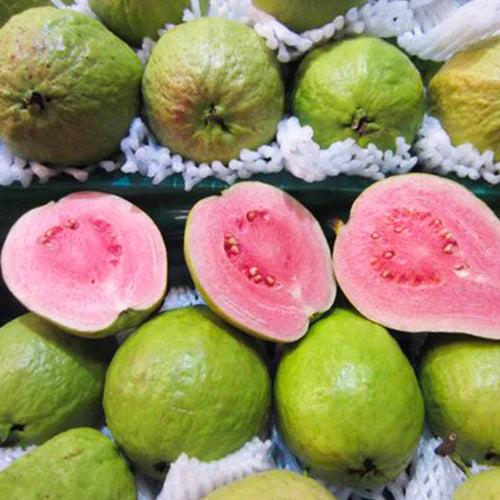Pink Thai Guava Exotic Fruit Plants (Psidium Guajava)