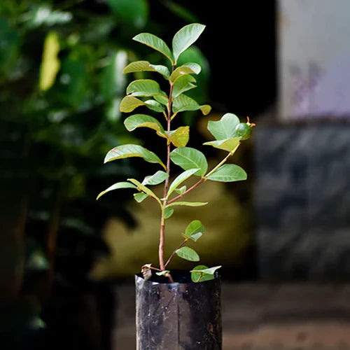 Pink Thai Guava Exotic Fruit Plants (Psidium Guajava)