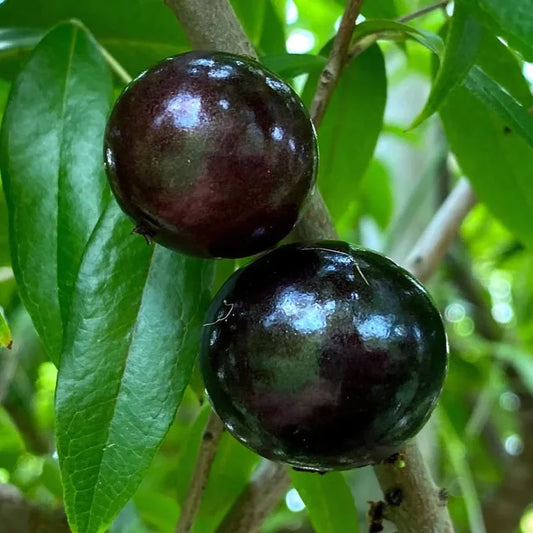 Plinia Oblongata Exotic Fruit Plants(Plinia Oblongata)