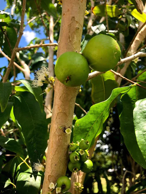 ESALQ Red Jaboticaba Exotic Fruit Plant (Plinia Phitrantha Esalq)