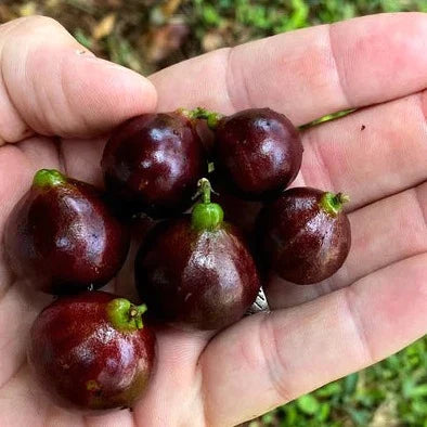 ESALQ Red Jaboticaba Exotic Fruit Plant (Plinia Phitrantha Esalq)