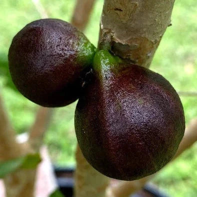 ESALQ Red Jaboticaba Exotic Fruit Plant (Plinia Phitrantha Esalq)