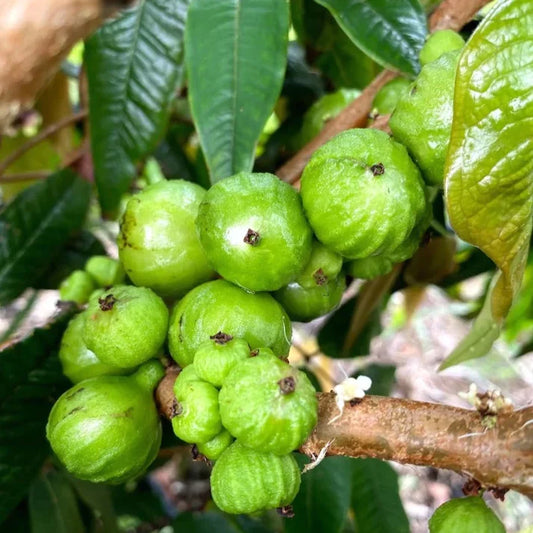 Jaboticaba Branca Exotic Fruit Plant (Phitrantha Branca)