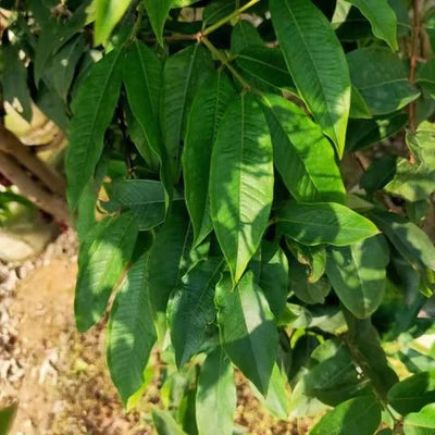 Phitrantha Rosa Exotic Plant ( Plinia Phitrantha Rosa )