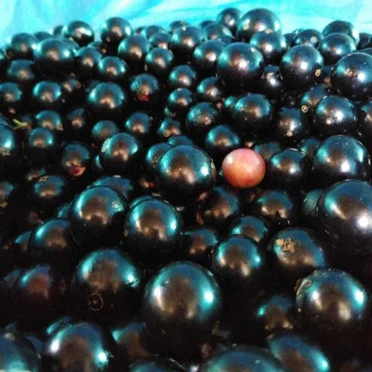 Jaboticaba 'Campo De Ramon' Exotic Fruit Plant (Plinia sp)