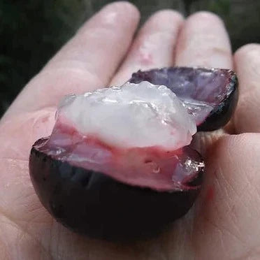 Jaboticaba 'Campo De Ramon' Exotic Fruit Plant (Plinia sp)