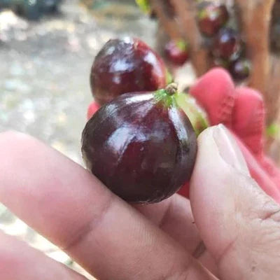 Big Red Pouch Jaboticaba Exotic Fruit plant (Plinia Sp)