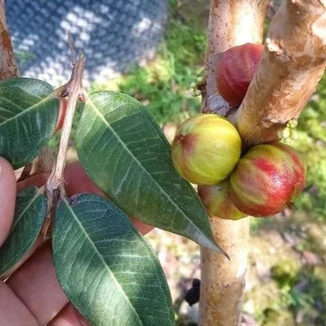 Taiwan Tiger Jaboticaba Exotic Fruit Plants