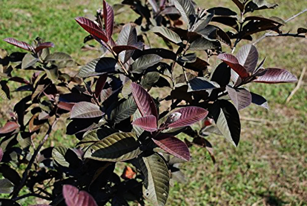 Purple Guava Exotic Fruit Plants