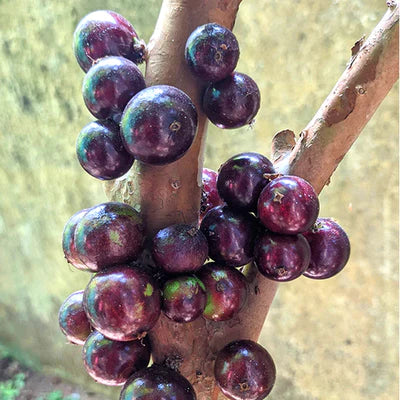 Jaboticaba Red hybrid Exotic Fruit Plants